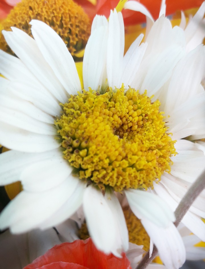 Chamomile