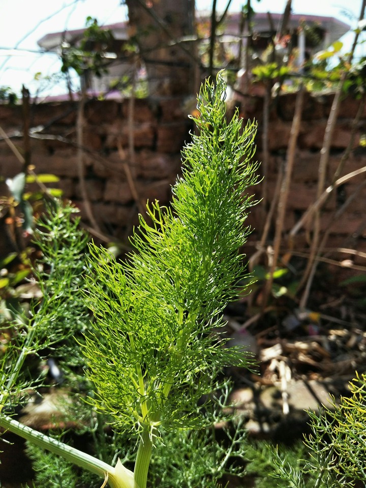 nice mini pine