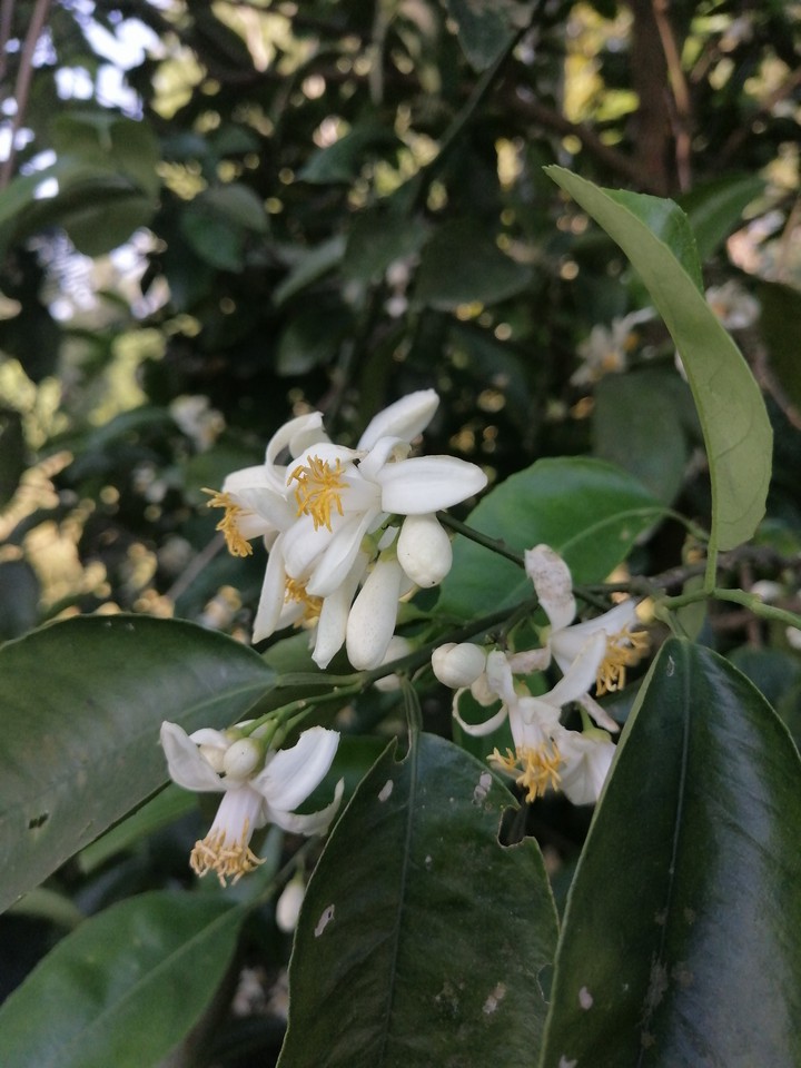 white flower