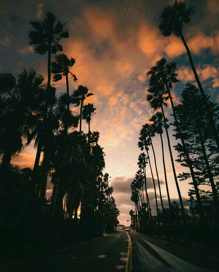 palms