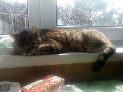 котэ