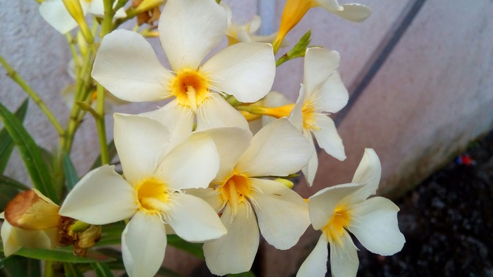 Fresh Flowers!!