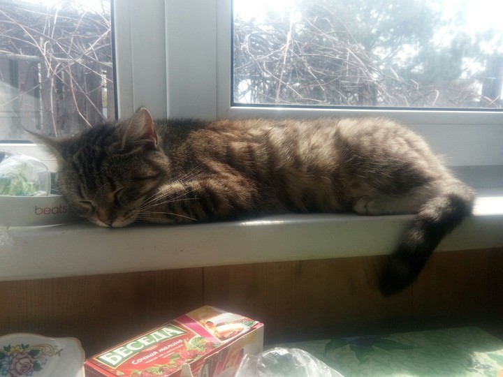 котэ