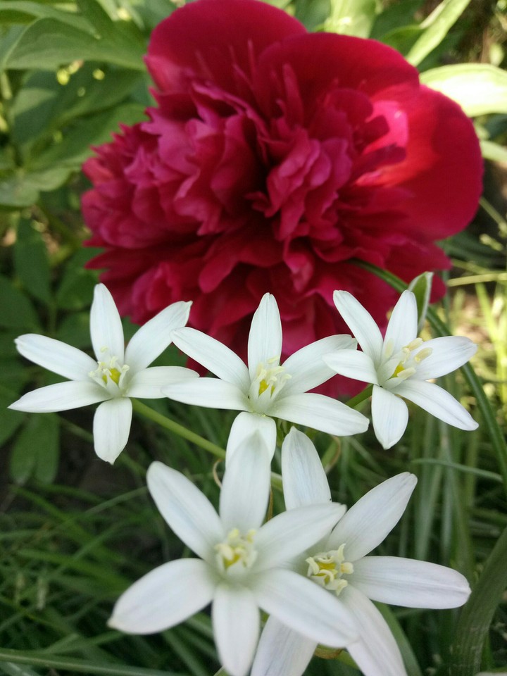flowers