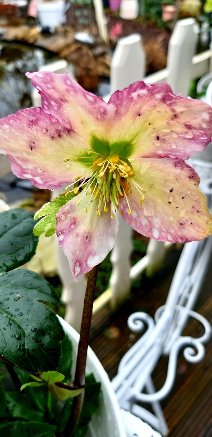 Blüte eine christrose??