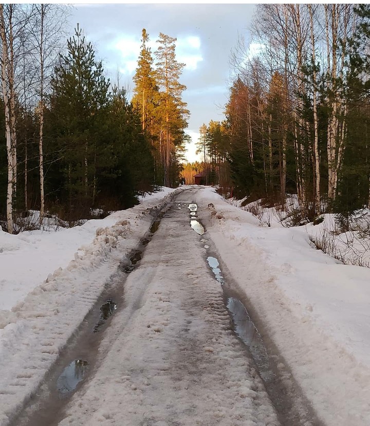 forest