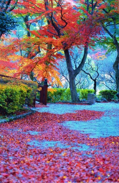 紅葉 Autumn leaves