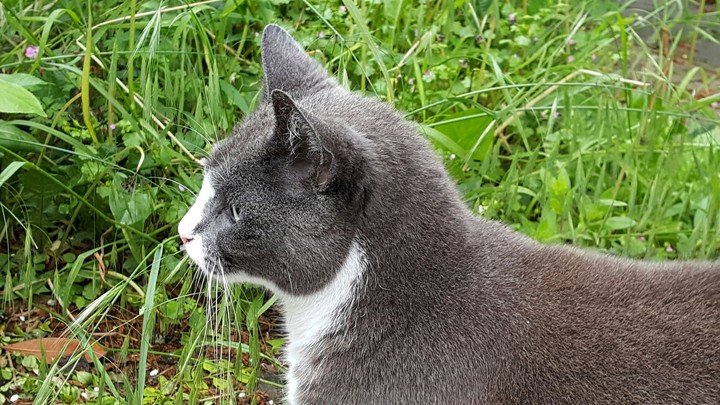 this is the cat