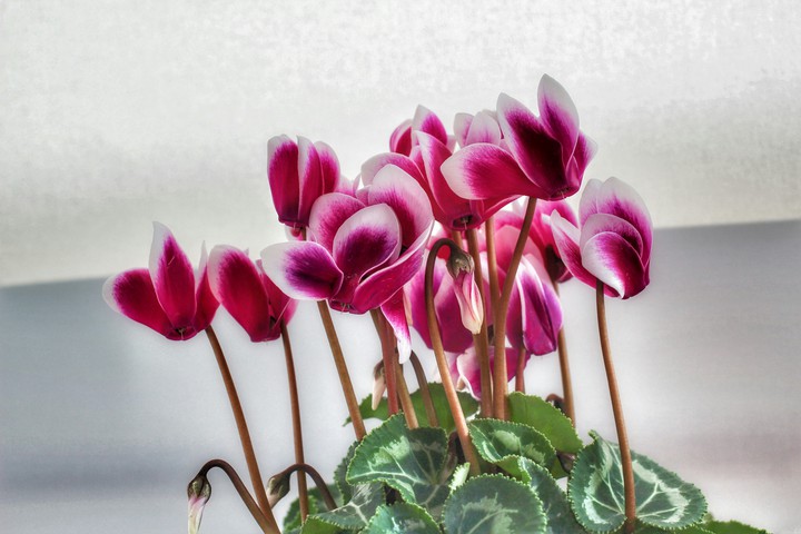 pink