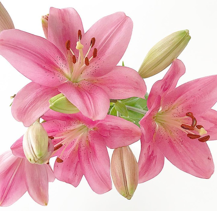 lilium
