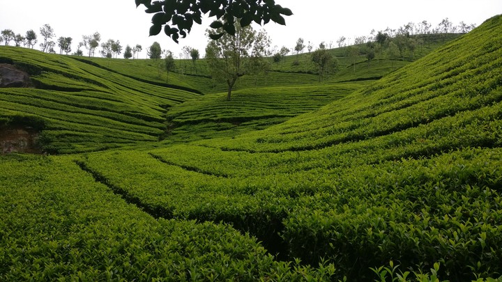 nature....ooty..taken using OnePlus 3