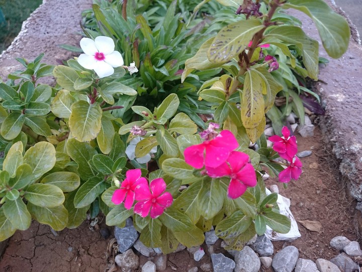 flower 