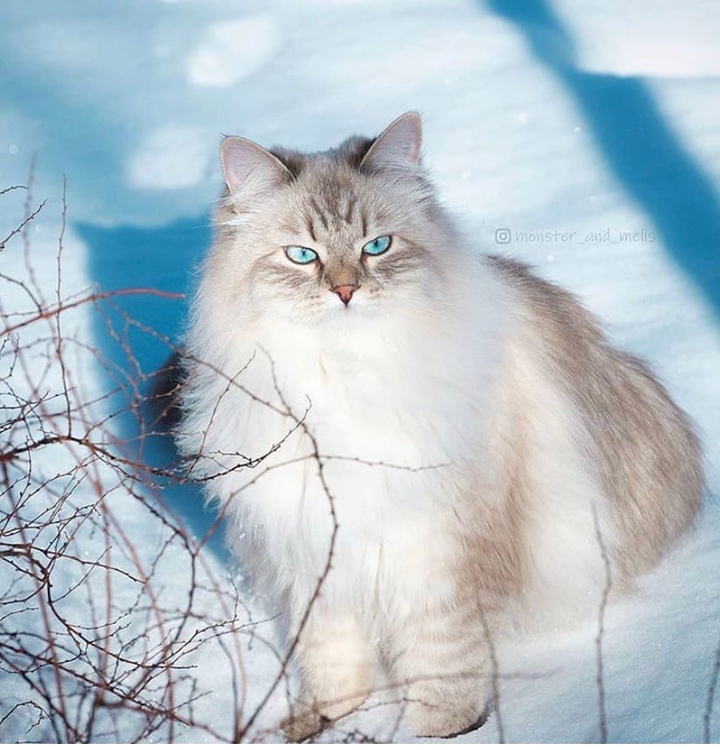 Whinter cat