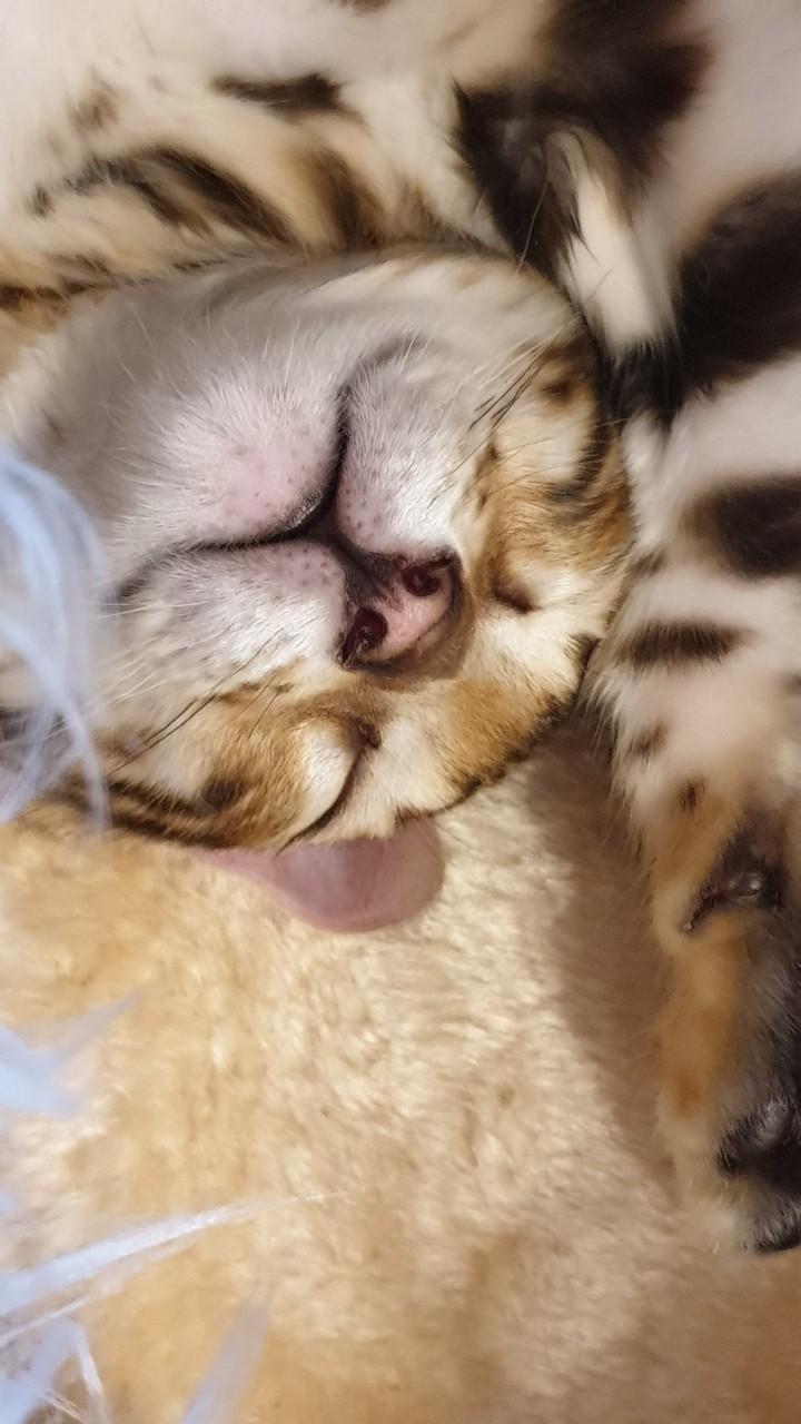 bengali cat