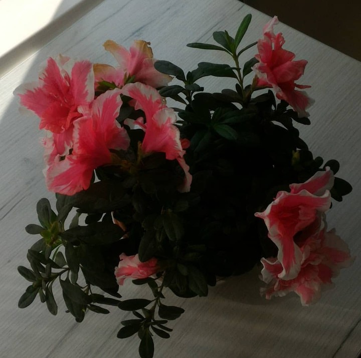 flowers