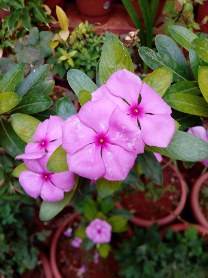 pink flower