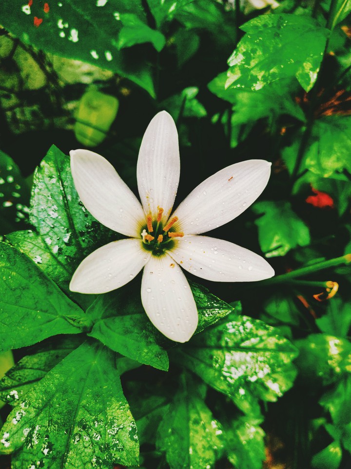 Rain Lily