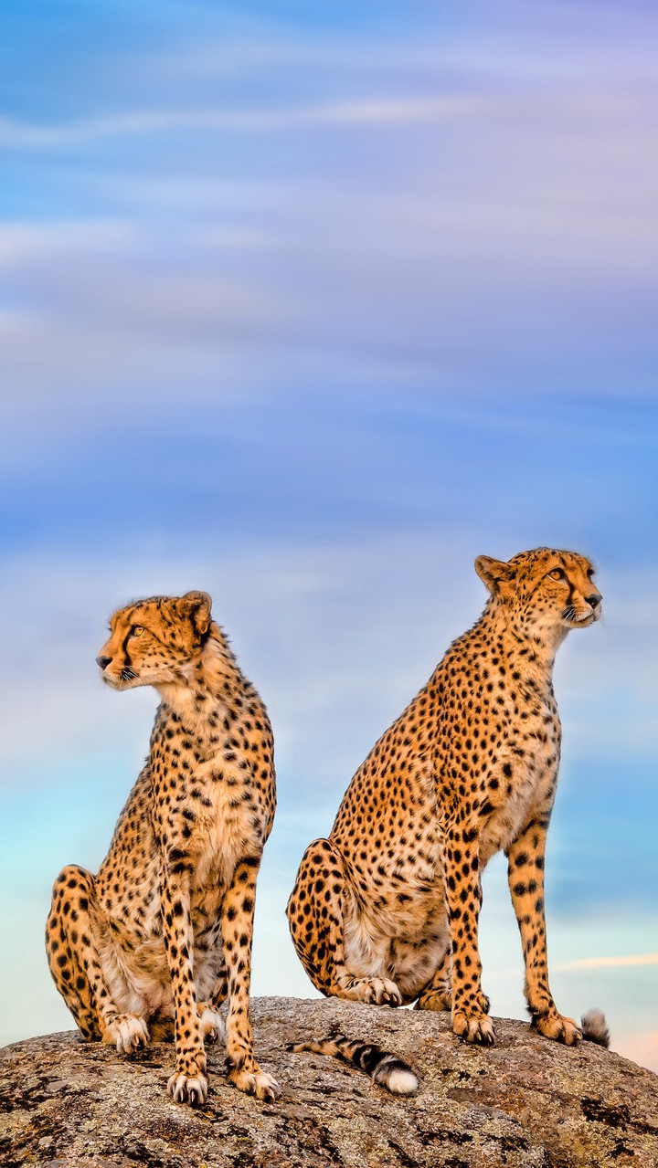 Cheetah