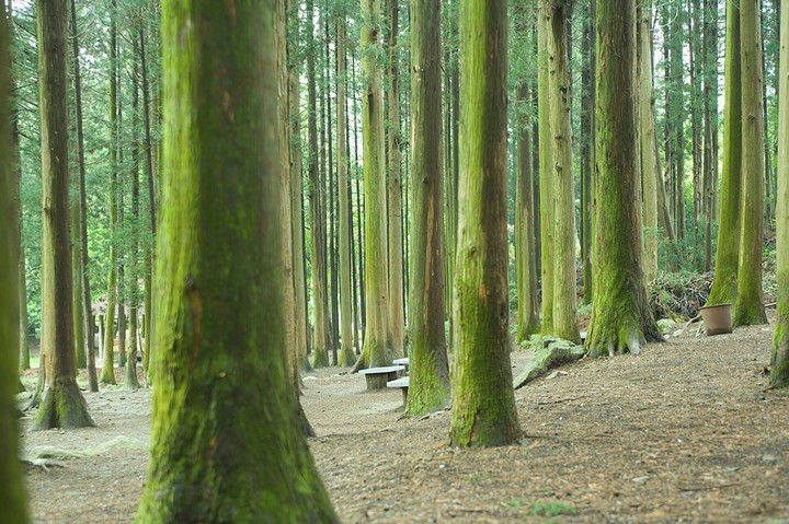 forest
