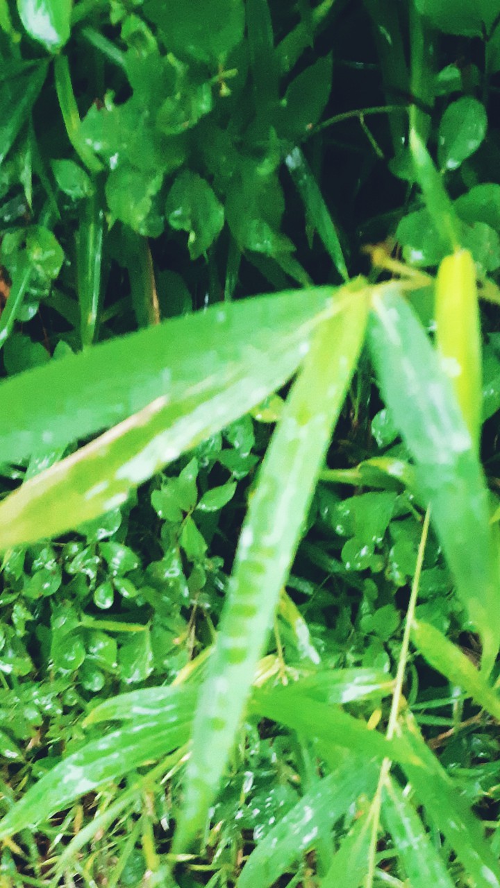 nature