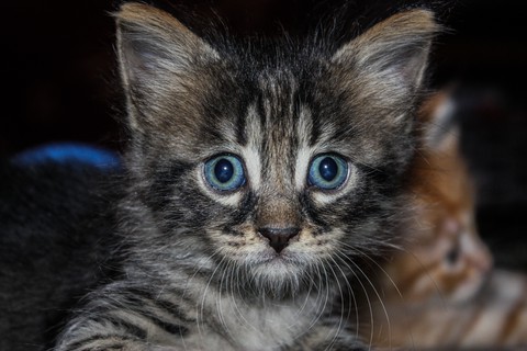 my cat