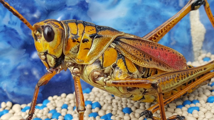 cricket