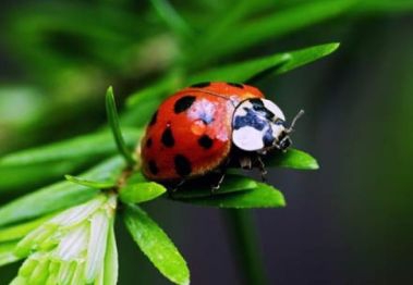 ladybug