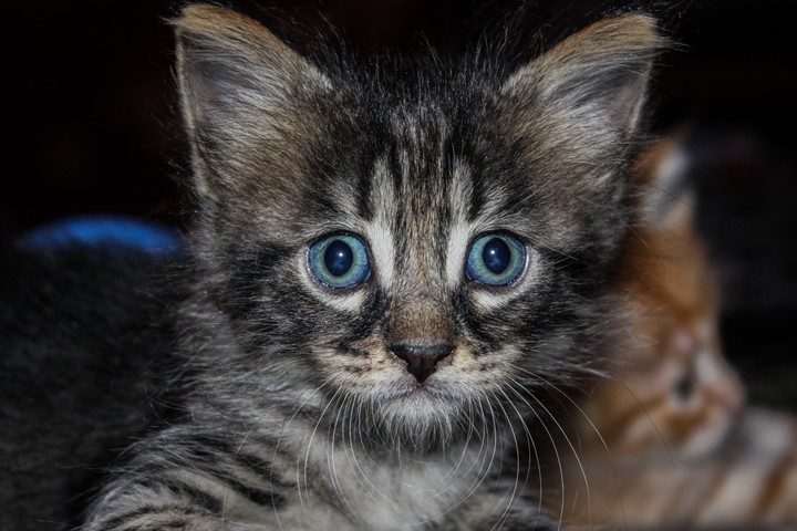 my cat