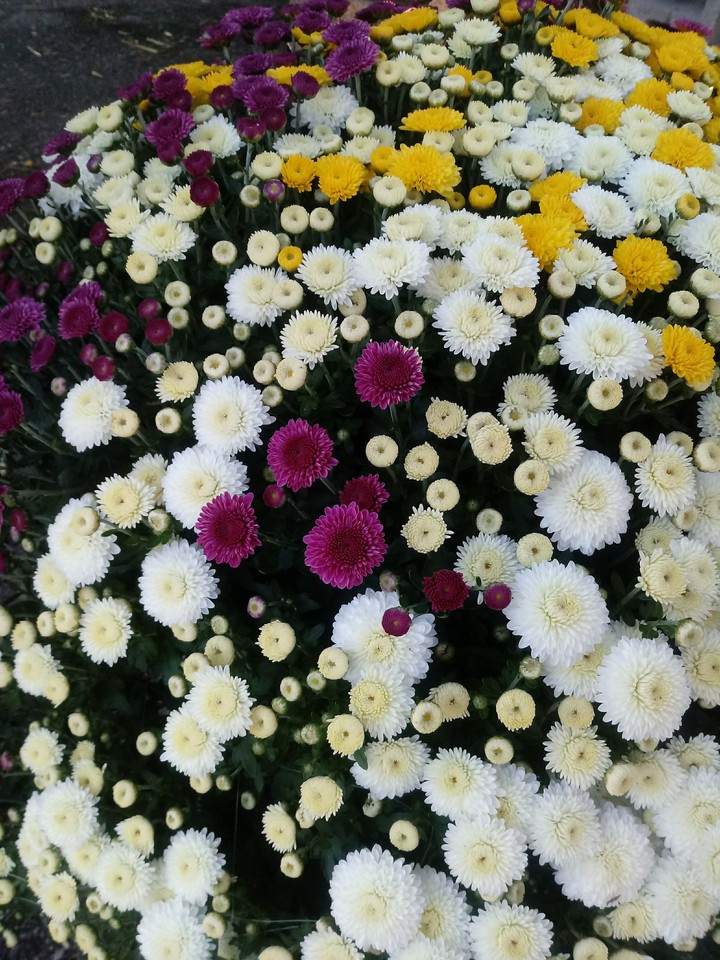 beautiful mums
