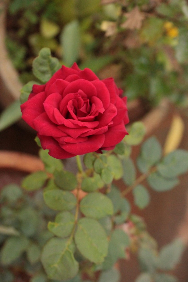 #Beautiful Rose⚘