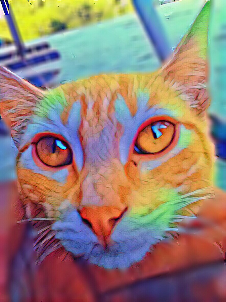 gato