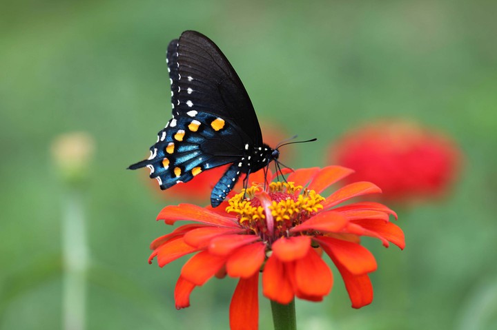 beautiful butterfly