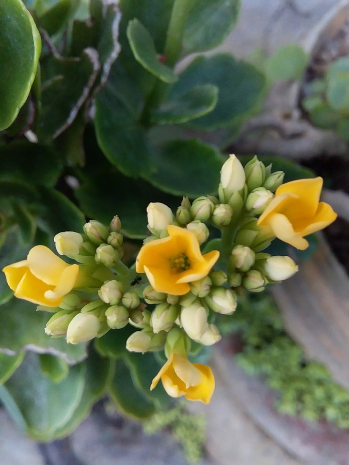 Amarillo