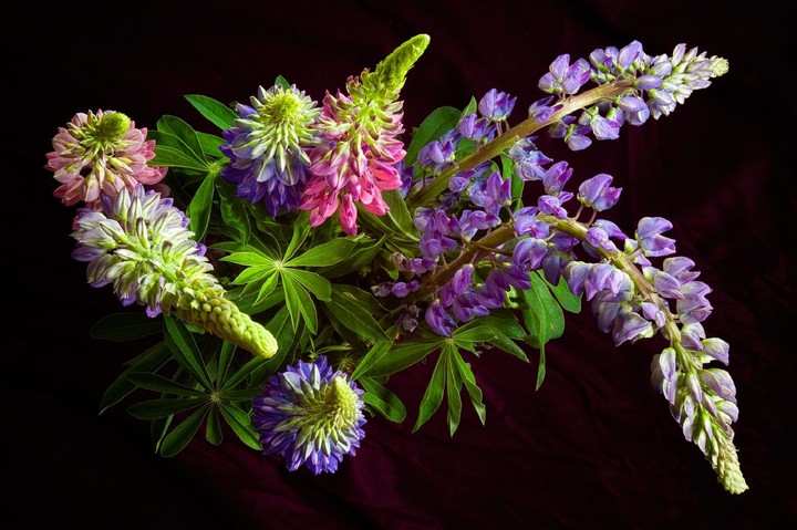 lupinus