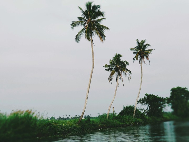 Coconut tree