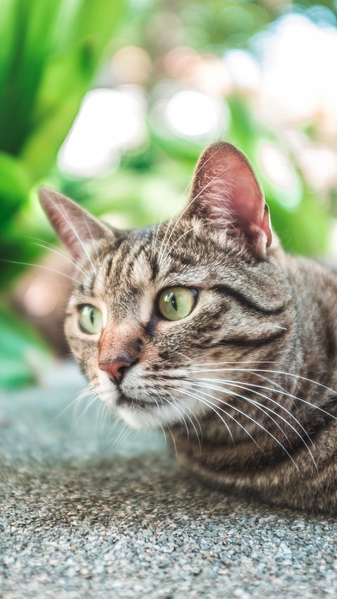 cat