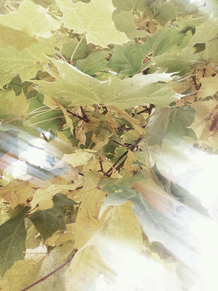 The sunlight