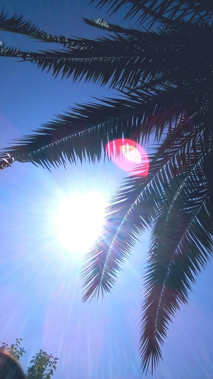 beautiful palm