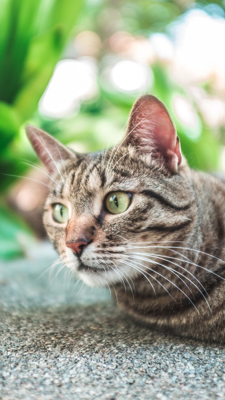 cat