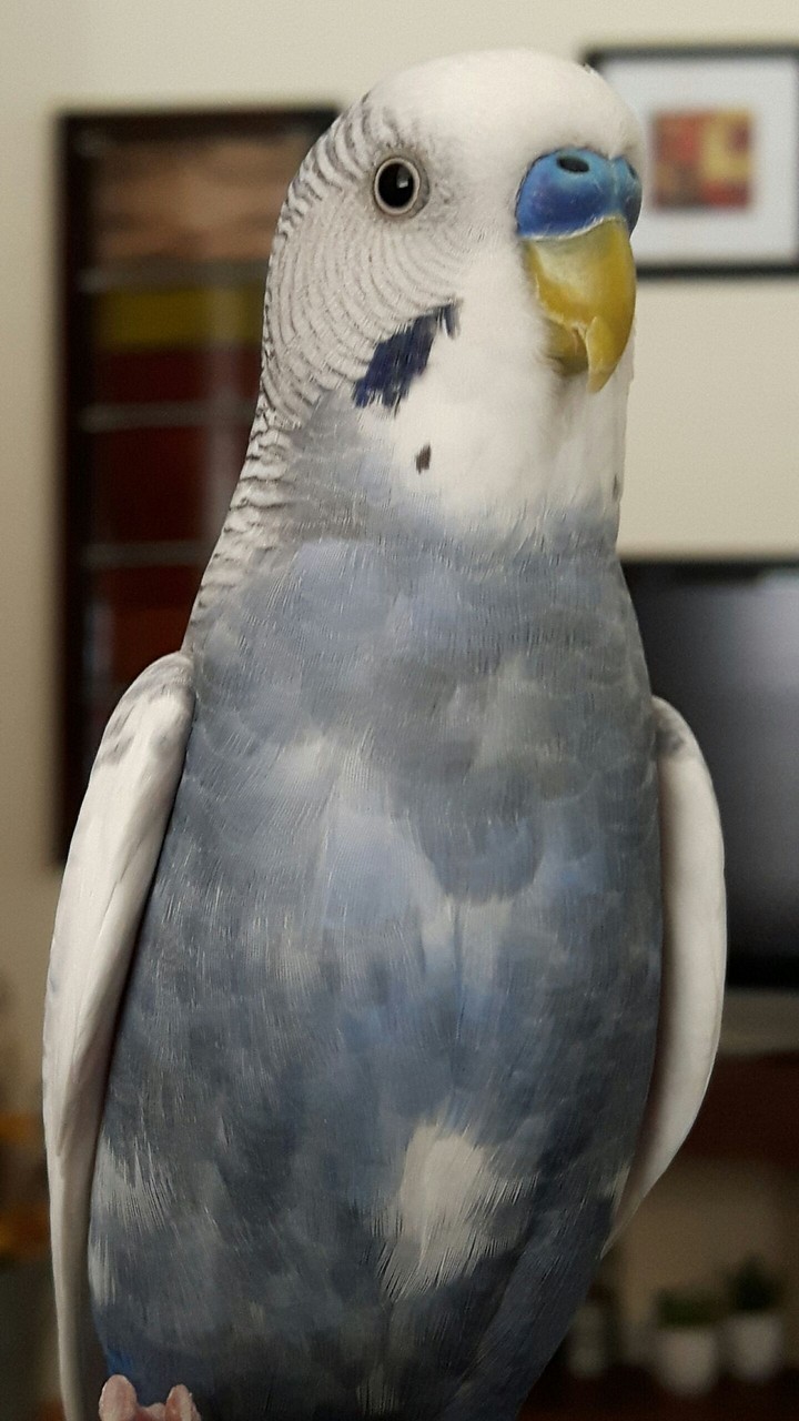 budgie baby