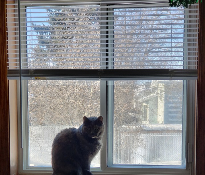 Kitty in a window