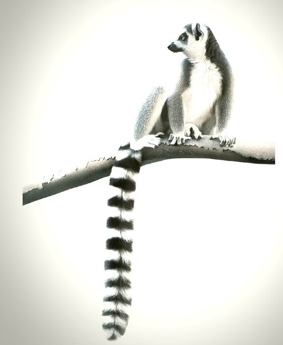 I don't know the name of the animal