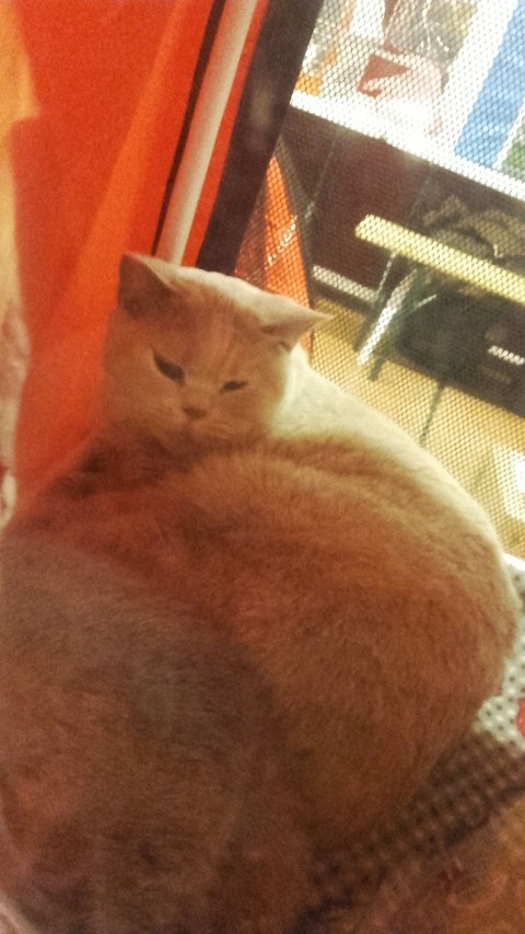 обои cat, nose