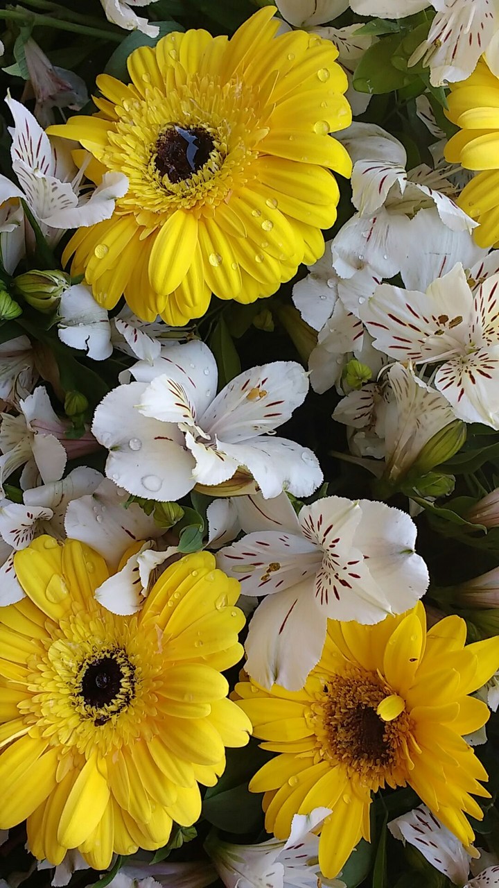 Florir 
