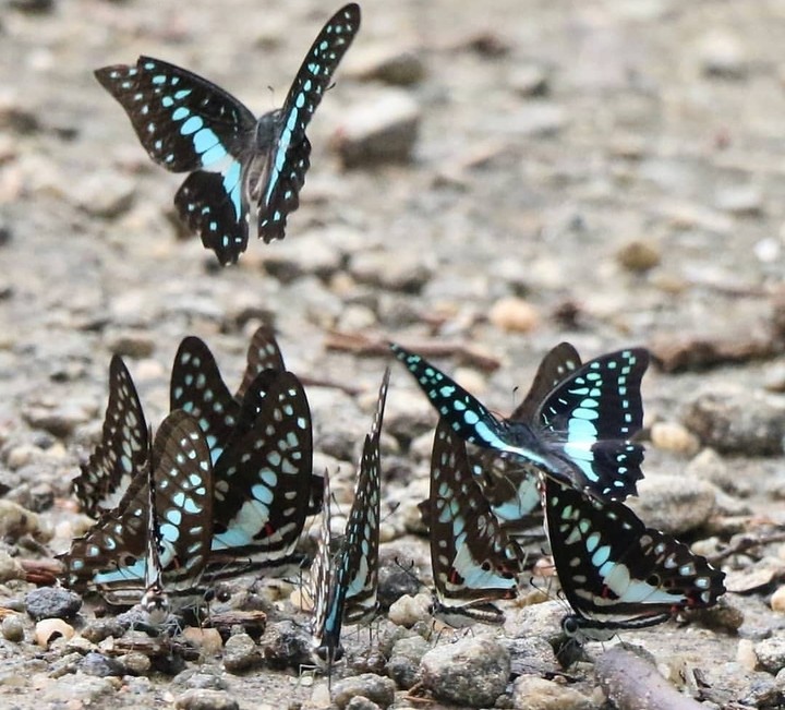 baterfly