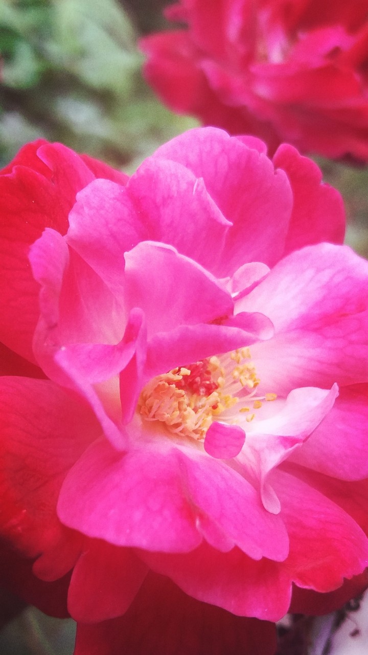 rose