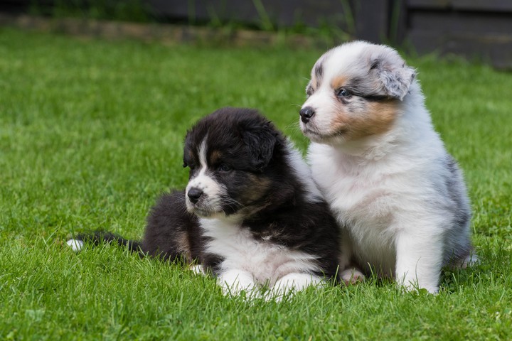 Puppies