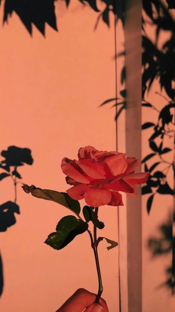 Aesthetic