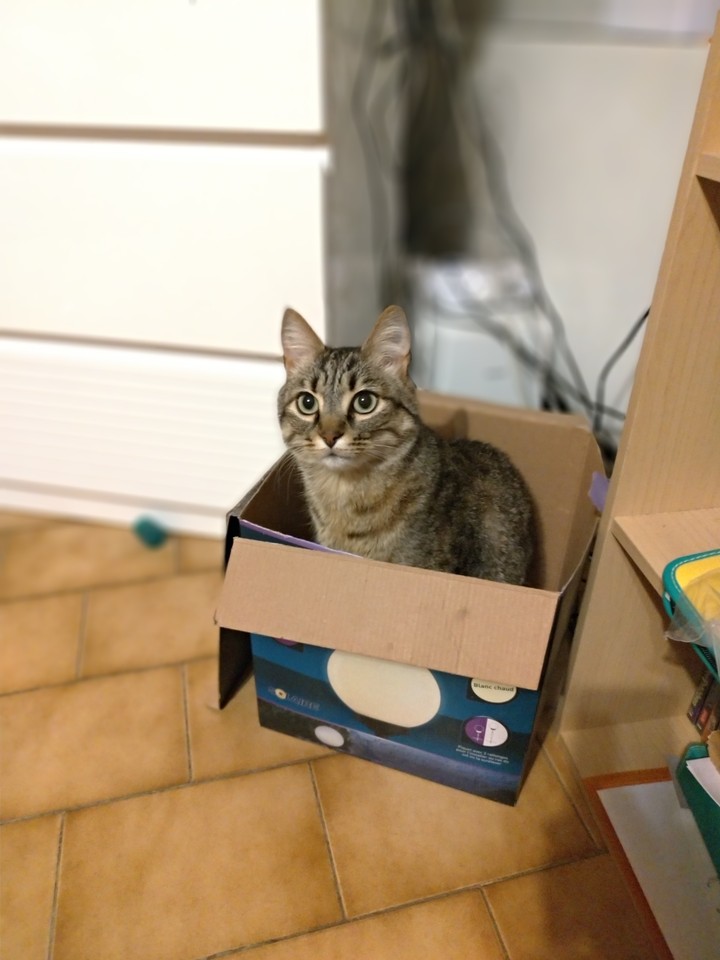 Chat boite