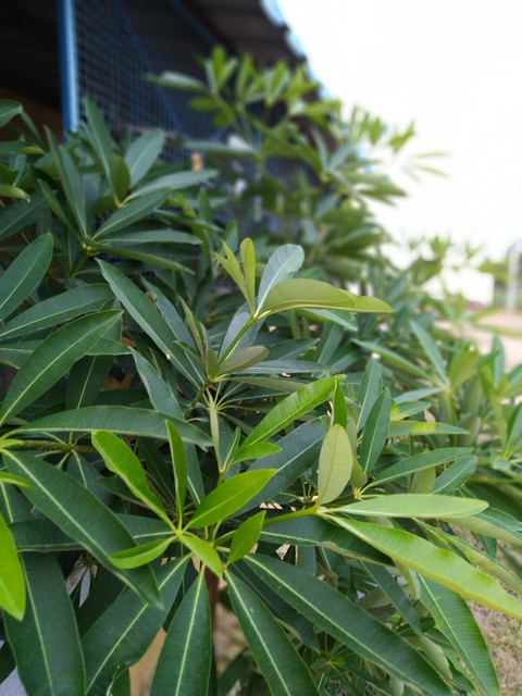 leaves